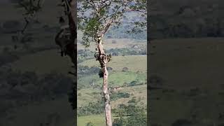 A beleza da natureza e suas criaturas! 🦅 #shorts #nature #natureza #viral