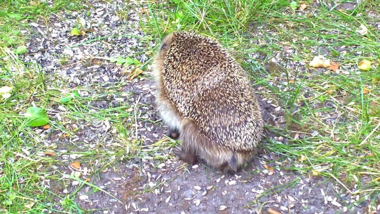 Hedgehog in the garden - YouTube