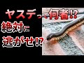 【ゆっくり】脚が千本以上ある!臭すぎるヤスデの生態とは⁉