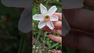 Narcissus poeticus/The poets daffodil in bloom in the forest garden