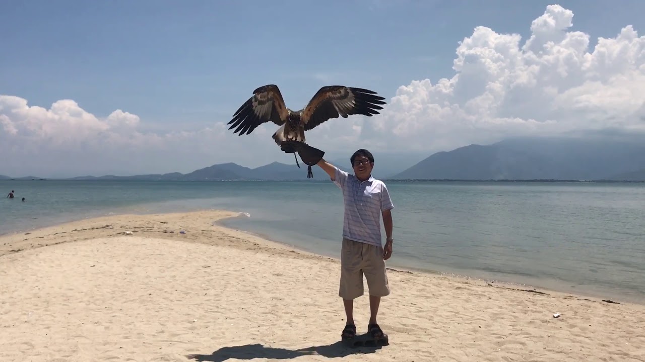 Đại bàng đậu tay (NT2018 - Bố Cư)