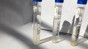 BIO 225 Week 2 Aseptic Techniques