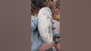 Is this an Ammonite amongst the shingle⁉️🤔 #fossilhunting #fossils #shorts #sea #rock #beach #coast