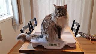 Maine Coon Felix weighing by Maine Coon Felix 6,409 views 2 years ago 47 seconds