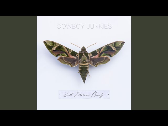 Cowboy Junkies - Throw a Match