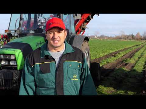 Video: Uzgoj Sočne šargarepe