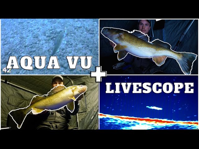 Livescope + Aqua Vu = Big Walleyes 