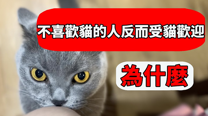 為什麼不喜歡貓的人反而更吸引貓？原來妳是這樣的小貓咪！【養貓迷思EP20】 - 天天要聞