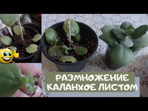 Video: Kalanchoe кантип кесүү керек? Гүлдөгөндөн кийин аны кыркуу эрежелери жана кийин үйдө багуу. Кооз бадалды кантип түзүү керек?