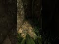 Green Hell – Brazil Nut Tree Location