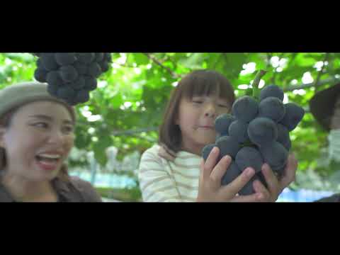 せんだい農業園芸センター みどりの杜 観光果樹園の紹介動画サムネイル