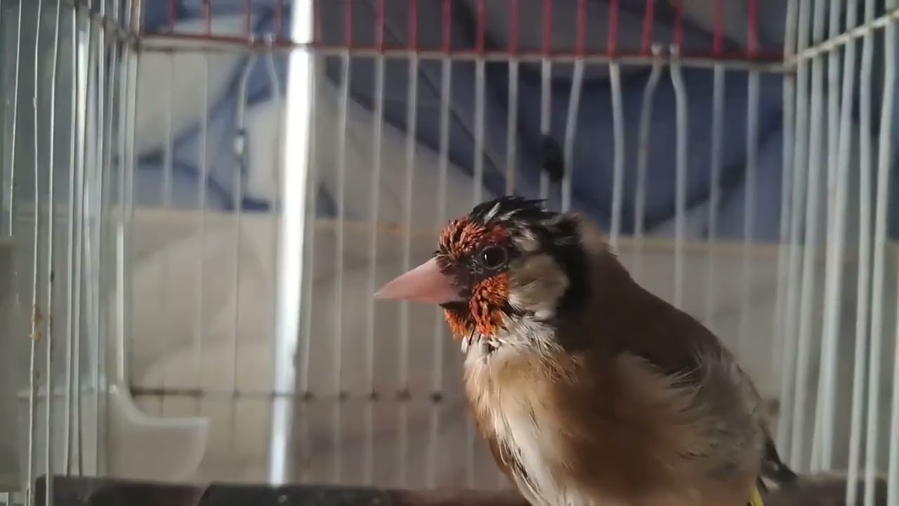 تغريد الحسون