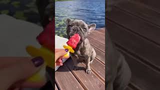 #shorts    dog eating ice cream    كلب ياكل الايسكريم