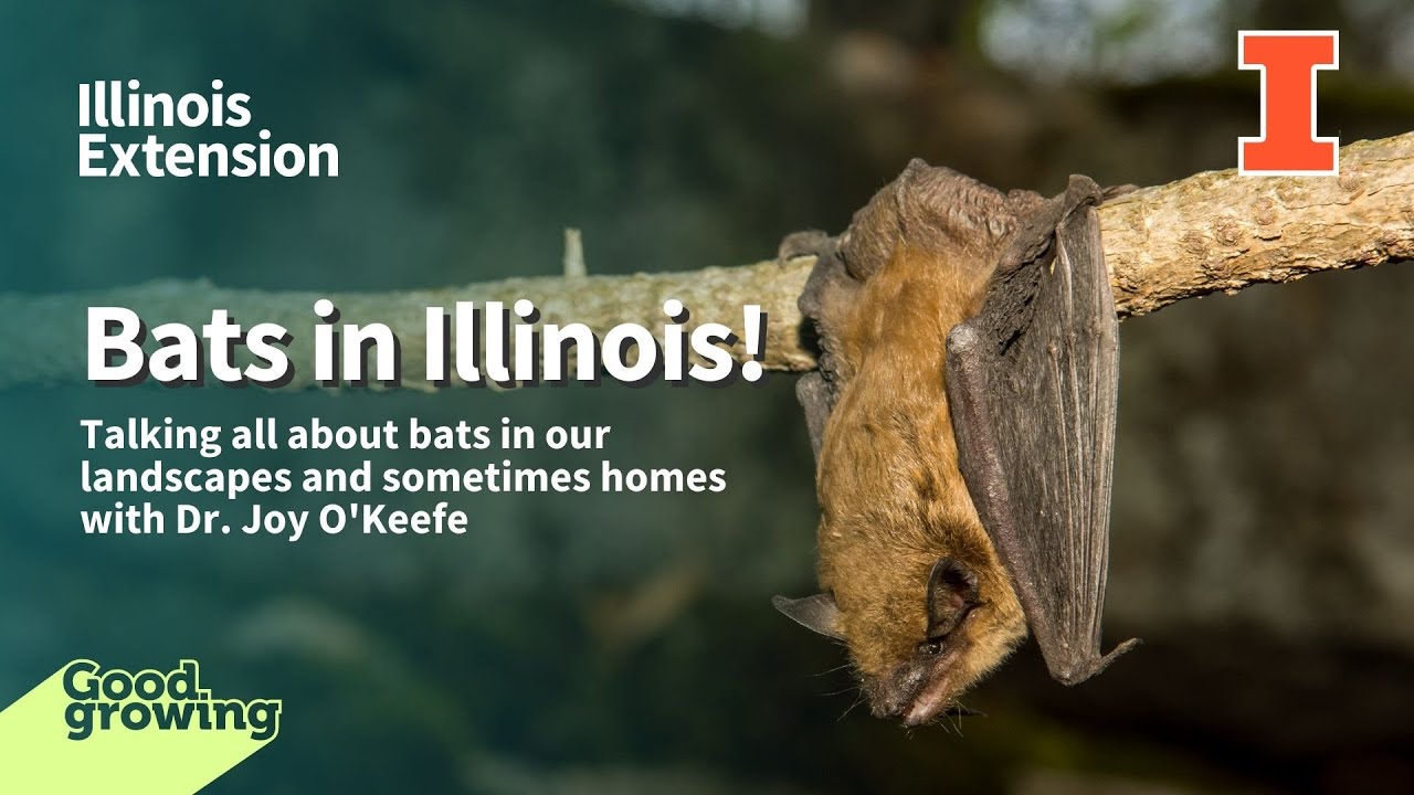 Talking Bats in Illinois with Dr. Joy O'Keefe GoodGrowing YouTube