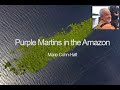 Purple martins in the amazon