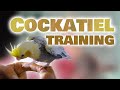 Young cockatiel training quick tips (1 month old Cockatiel)