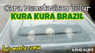 Cara Menetaskan Telur Kura Kura Brazil