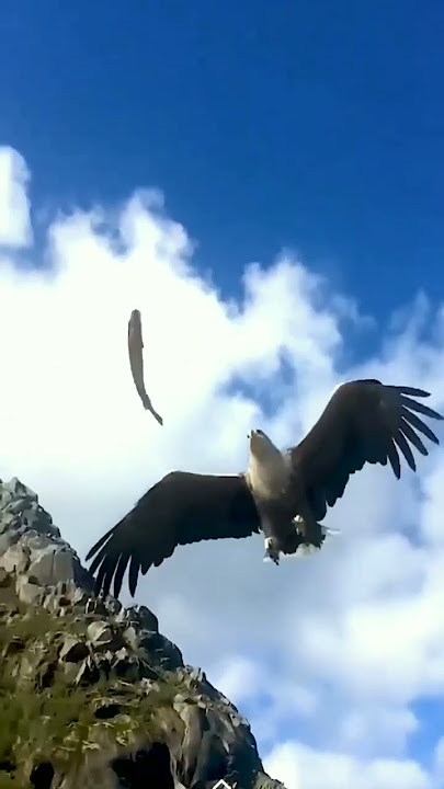detik detik burung elang cerdas menangkap seekor ikan di udara