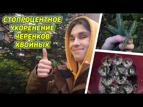 Видео: Выращивание хвойных из черенков: как укоренить черенки сосны, чтобы вырастить новые деревья