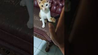 Oyen invites you to high five #cat #shorts
