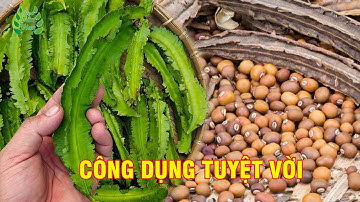 Phương Pháp Chữa Bệnh Dạ Dày Từ Đậu Rồng | Mẹo Dân Gian