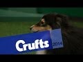 Agility | Crufts Singles Heat | Small, Medium & Large | Jumping | Crufts 2014