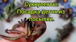 : .   .