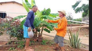 bastidores !! Seu Mané é A Dana Dúceu  poveriza  o feijão com mijo de gado !!