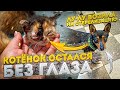 КОТЁНОК ОСТАНЕТСЯ БЕЗ ГЛАЗА 😱 ЛУ-ЛУ ВОЗИЛА НА СТЕРЕЛИЗАЦИЮ