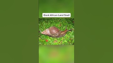 Animals That are bigger than you think