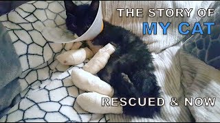 The Story of My Cats (Rescued & Now)