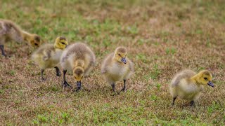 The Cutest Family Of Fury Baby Birds 😍 by Craig Maywell Vlogs 7,745 views 3 years ago 2 minutes, 31 seconds