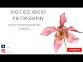 High key macro photography using flowers.