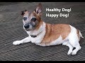 Making Healthy Dog Food With High Quality Ingredients and Supplements.