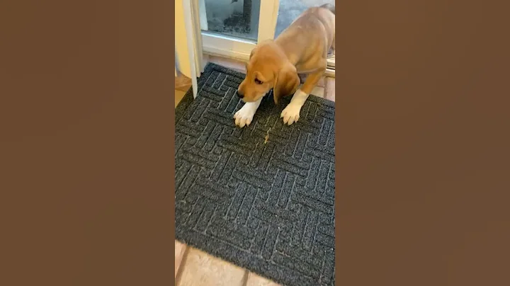 Charlee first night home