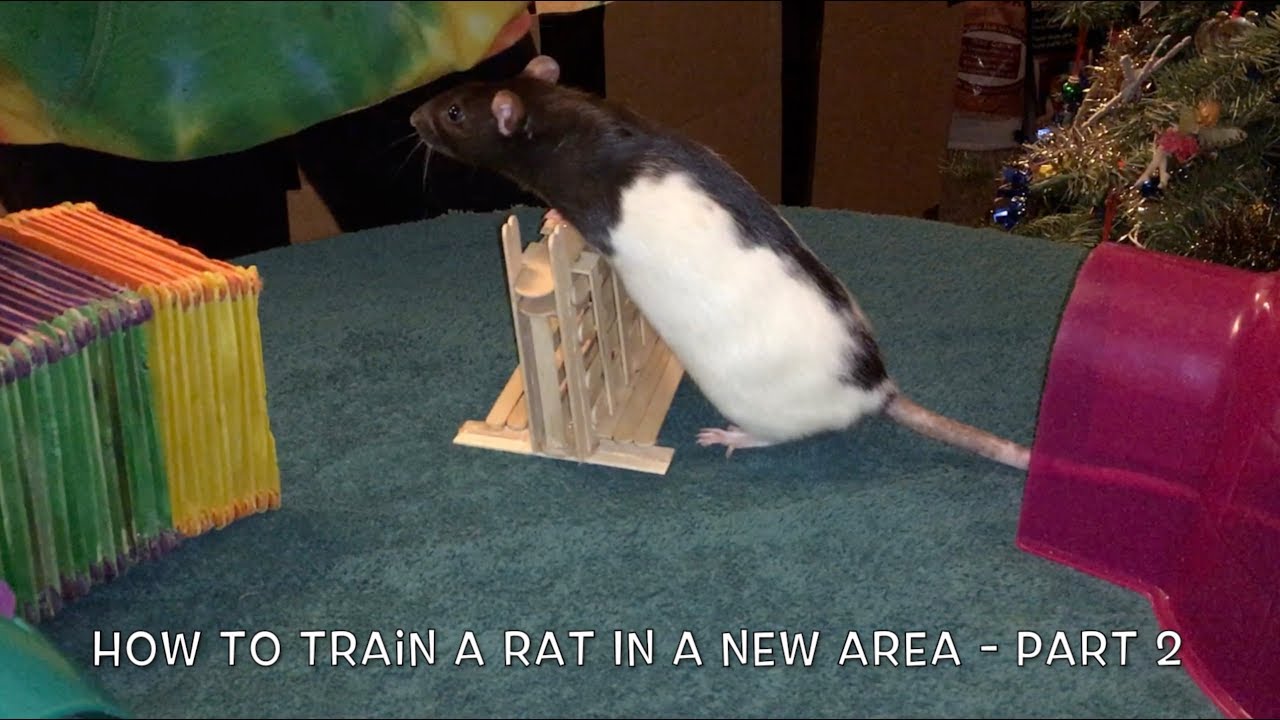 How To Train A Rat In A New Area - 2nd/3rd Table Top Training Sessions ...