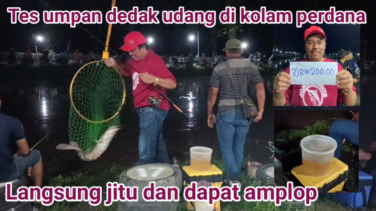 Tes umpan dedak udang geragau di kolam pertama kali datang,langsung jitu dan dapat amplop
