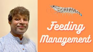 How to Feed Vannamei Shrimps in Biofloc System - Shrimp Feeding Management Guidelines