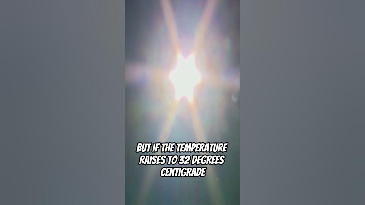 The Plant That Sets Itself On Fire shorts YouTube