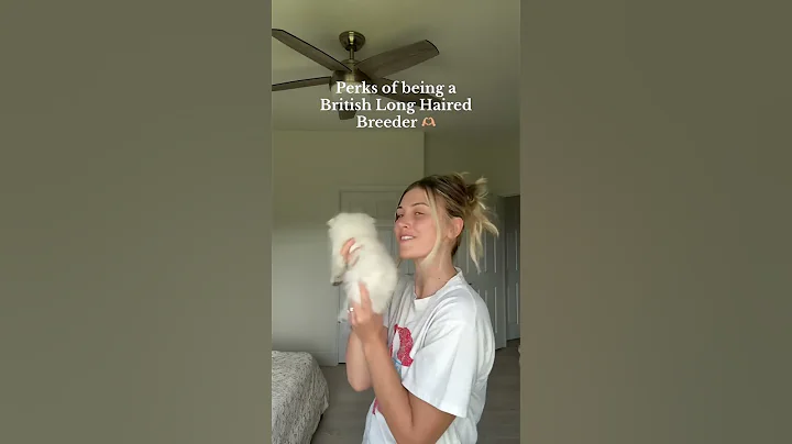 Video 9085741: british long hair, britishshorthair kitten