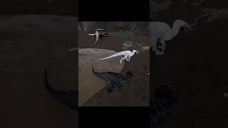 Pachy vs Raptors
