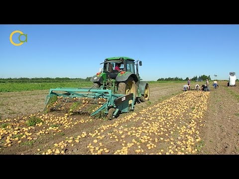 Vídeo: Com Tractar La Glodoberosi De La Patata