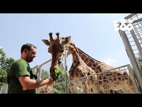 Video: Žirafy môžu trvať dlhšie ako ťavy bez pitnej vody