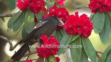 Grey-winged Blackbird is one of the Himalaya
