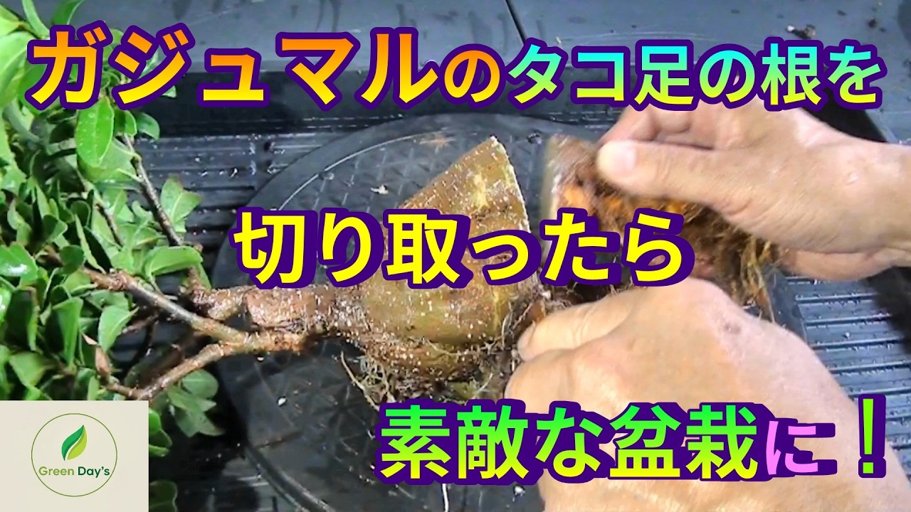 The secret to creating a superb bonsai by trimming the octopus