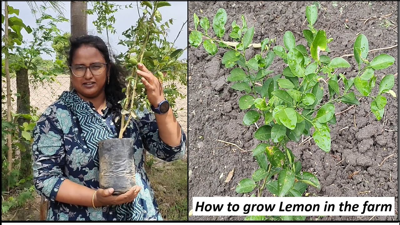 How to grow, care and harvest Lemon?