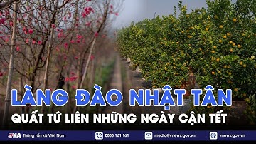 Làng đào Nhật Tân, quất Tứ Liên những ngày cận Tết - VNA
