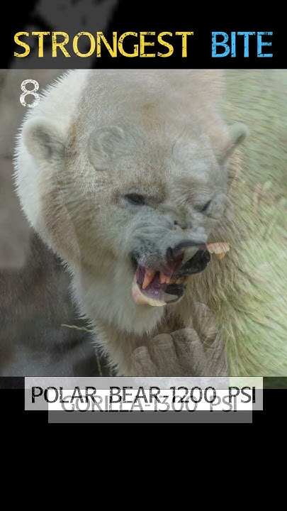 Top 10 Most Powerful BITE In The World shorts YouTube top-10-most-powerful-bite-in-the-world-shorts-youtube