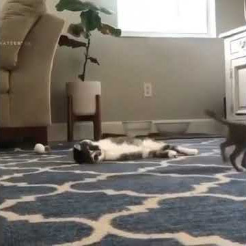 cat is dino