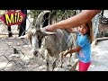 Голодная Коза в Зоопарке 🐐 Милана Кормит и Обнимает